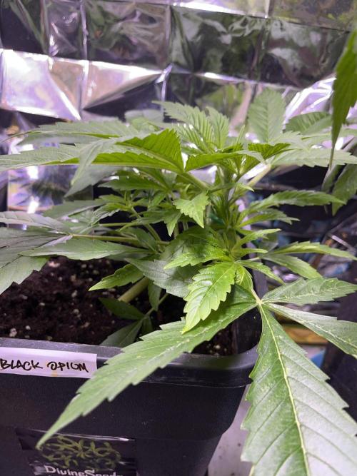 Auto Black Opium - Divine Seeds Contest. Week 7
