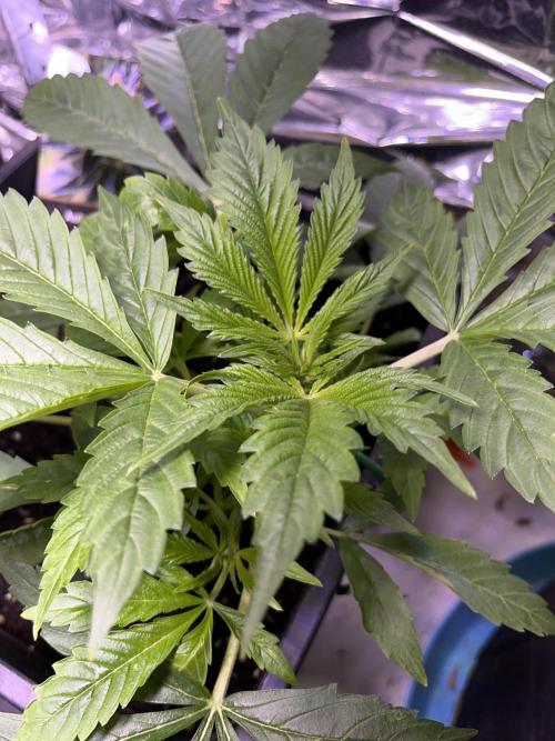 Auto Black Opium - Divine Seeds Contest. Week 7