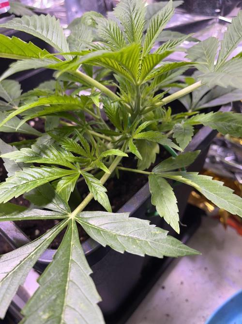 Auto Black Opium - Divine Seeds Contest. Week 7