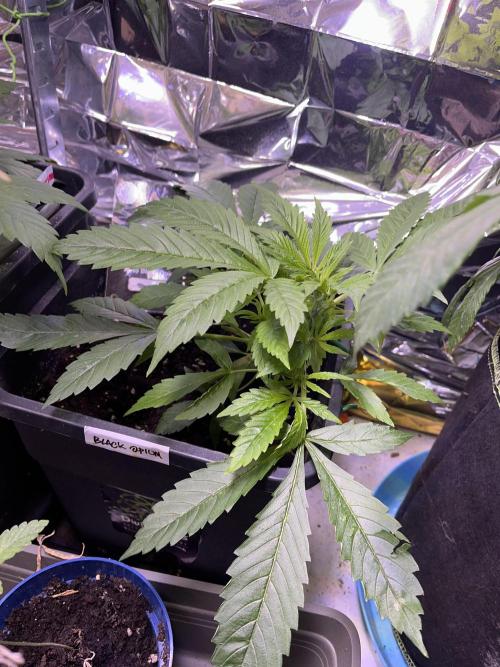 Auto Black Opium - Divine Seeds Contest. Week 7