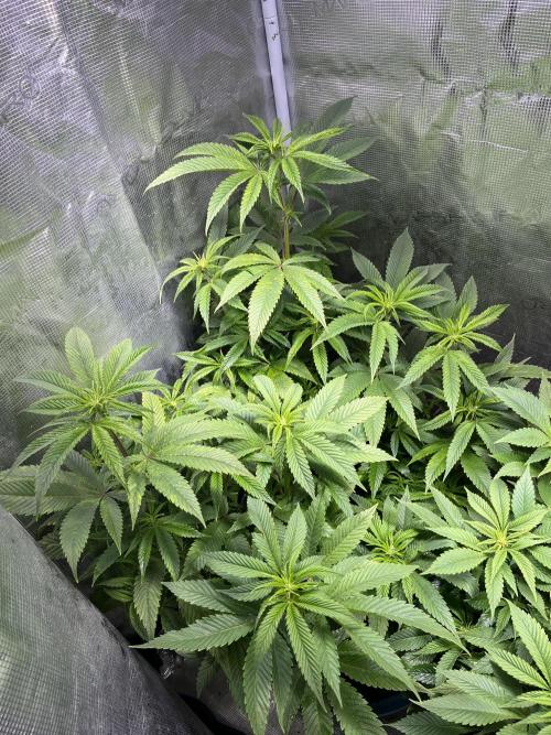 More dessert?. Week 8