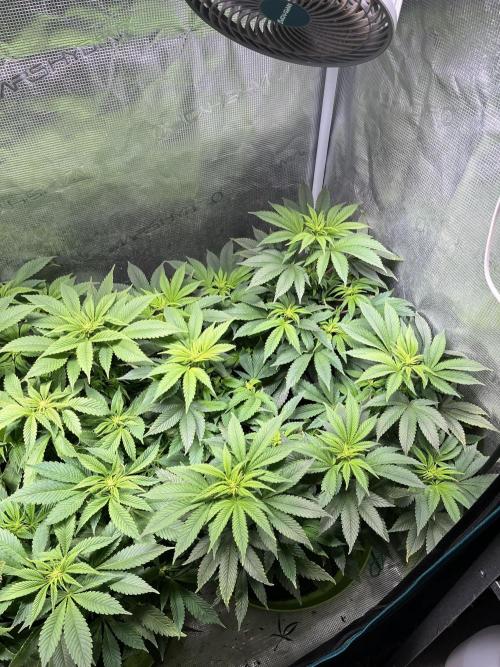 More dessert?. Week 8