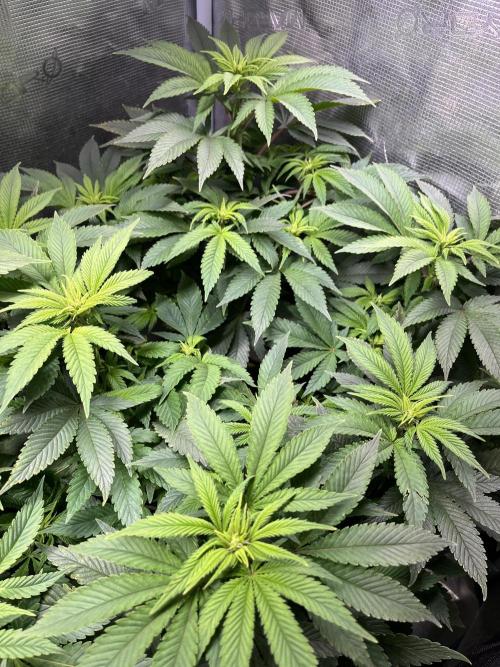 More dessert?. Week 8