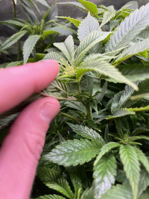 More dessert?. Week 8