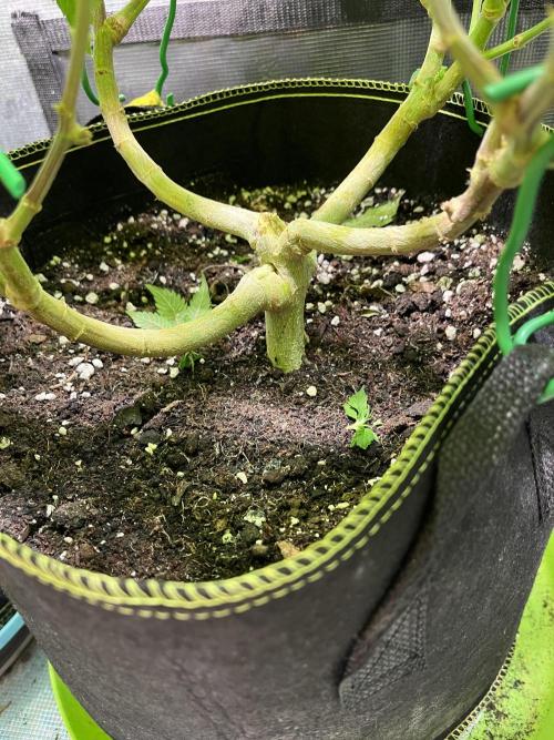 More dessert?. Week 8