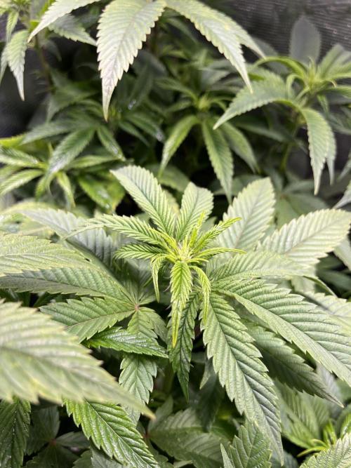 More dessert?. Week 8