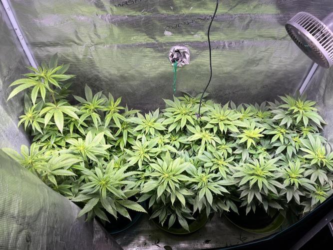 More dessert?. Week 8