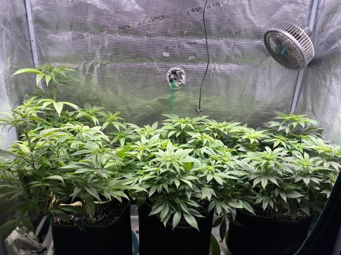 More dessert?. Week 8