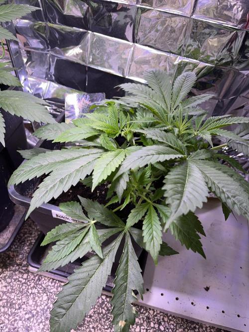 Auto Black Opium - Divine Seeds Contest. Week 8