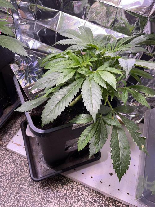 Auto Black Opium - Divine Seeds Contest. Week 8