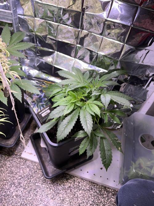 Auto Black Opium - Divine Seeds Contest. Week 8