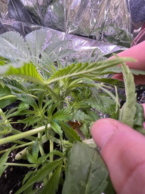 Auto Black Opium - Divine Seeds Contest. Week 8