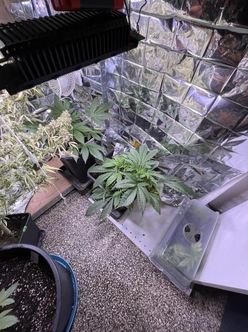 Auto Black Opium - Divine Seeds Contest. Week 8