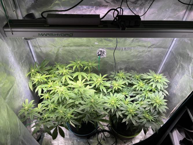 More dessert?. Week 9