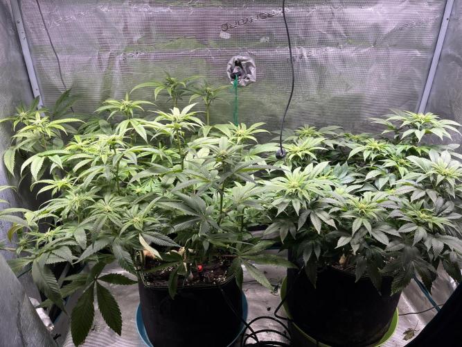 More dessert?. Week 9