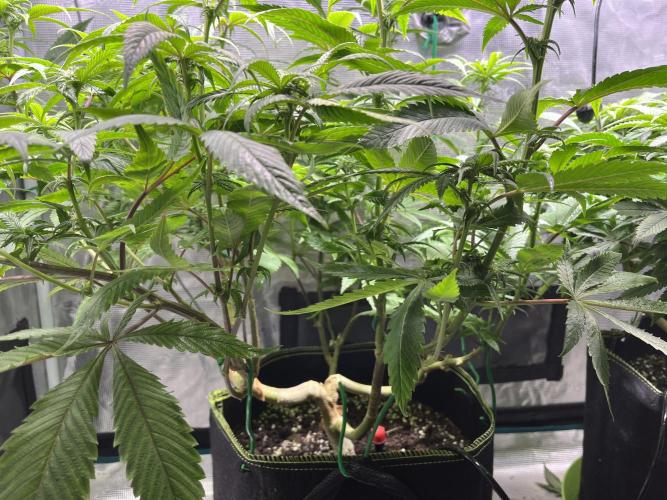 More dessert?. Week 9