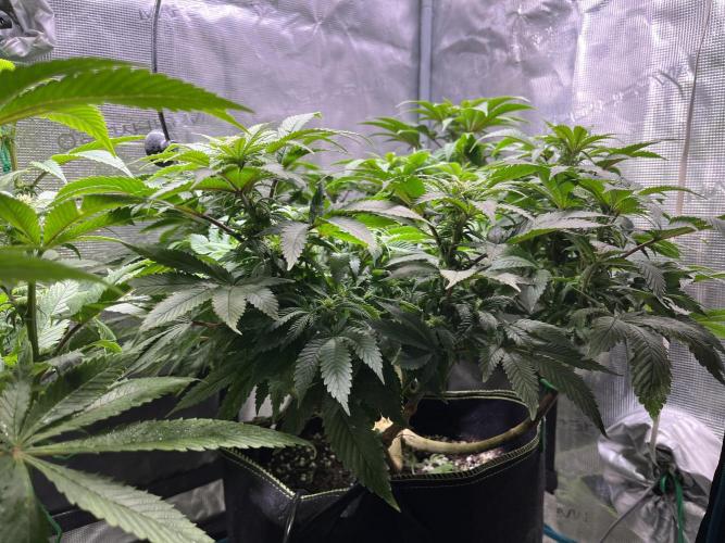 More dessert?. Week 9