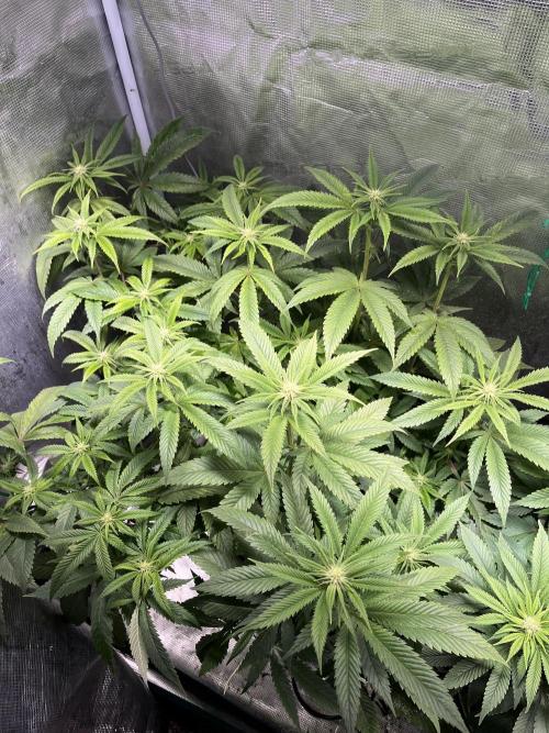 More dessert?. Week 9