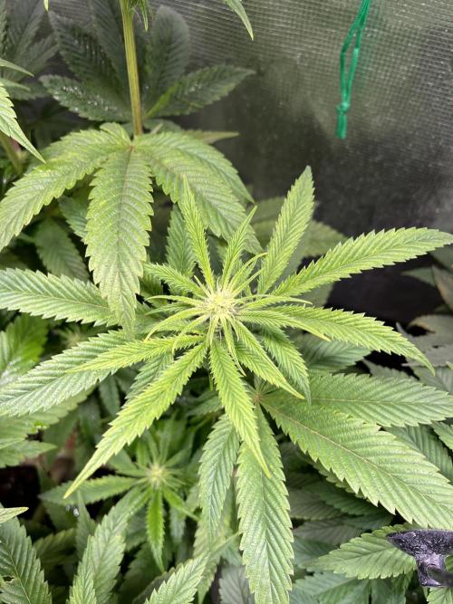 More dessert?. Week 9