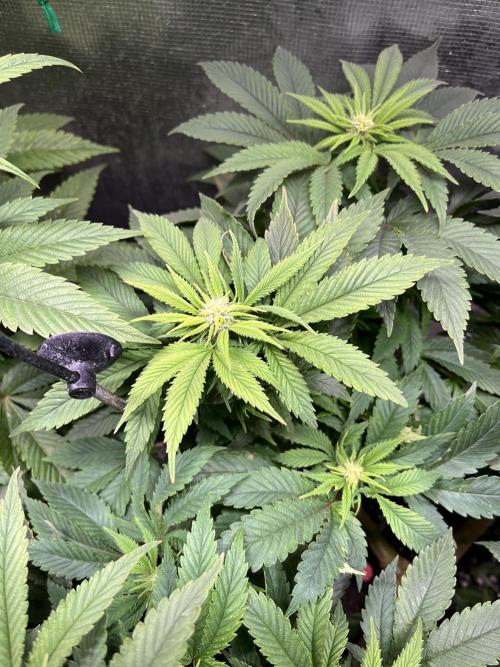 More dessert?. Week 9