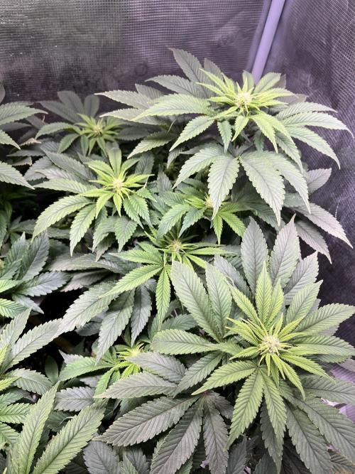 More dessert?. Week 9