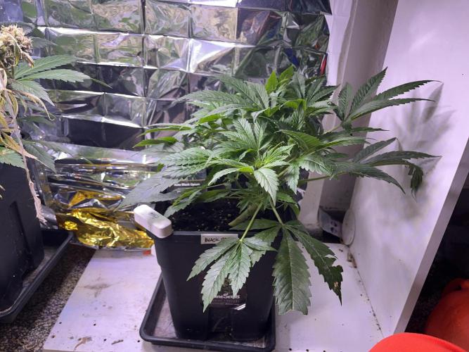 Auto Black Opium - Divine Seeds Contest. Week 9