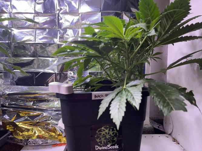 Auto Black Opium - Divine Seeds Contest. Week 9