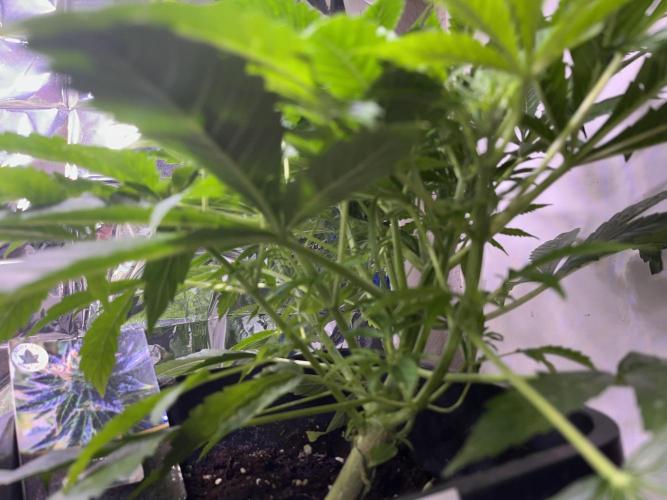 Auto Black Opium - Divine Seeds Contest. Week 9