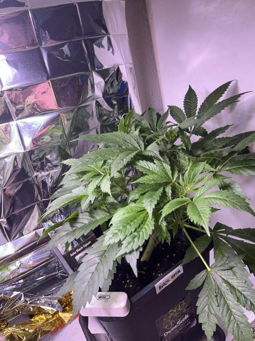 Auto Black Opium - Divine Seeds Contest. Week 9