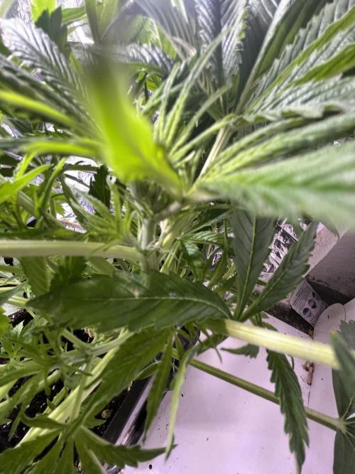 Auto Black Opium - Divine Seeds Contest. Week 9