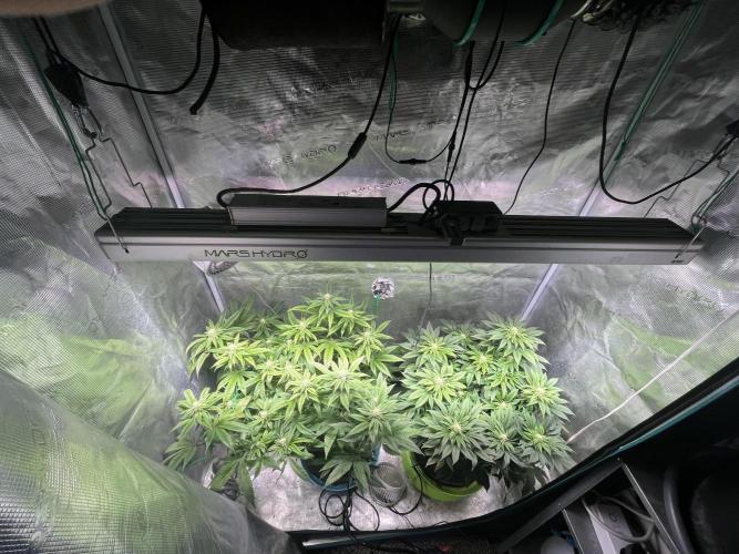 More dessert?. Week 10