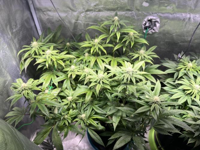 More dessert?. Week 10