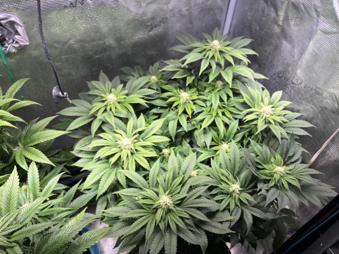 More dessert?. Week 10