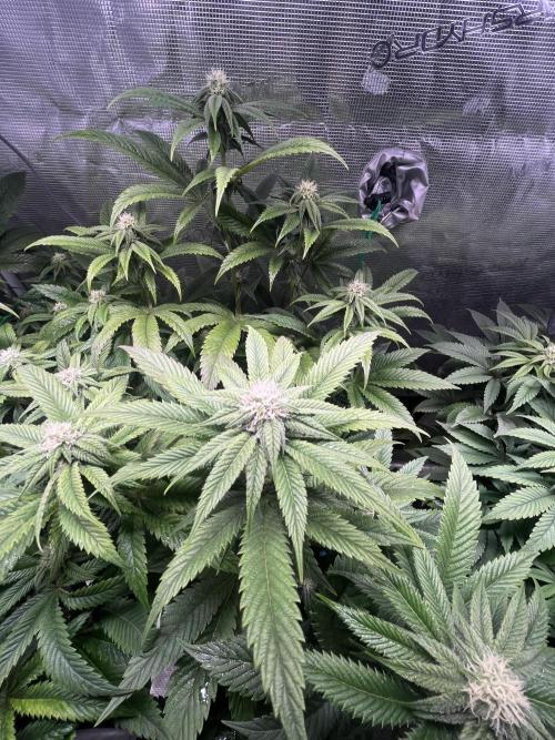 More dessert?. Week 10