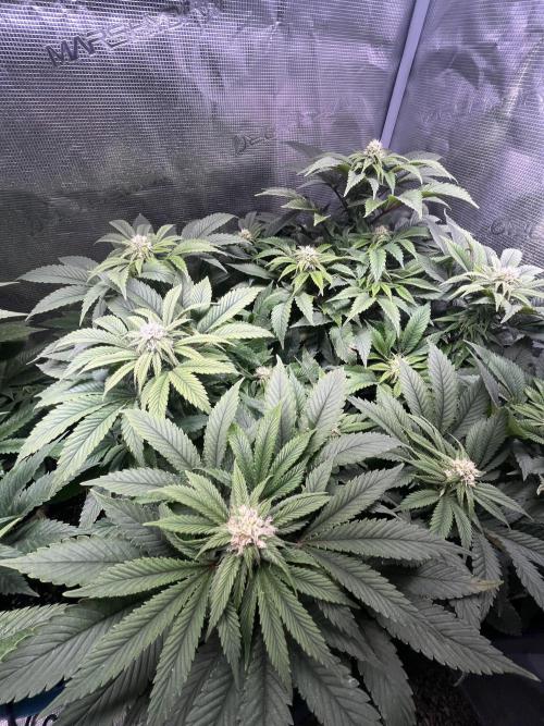 More dessert?. Week 10