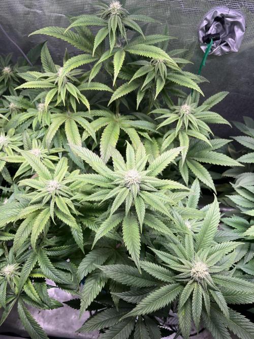 More dessert?. Week 10