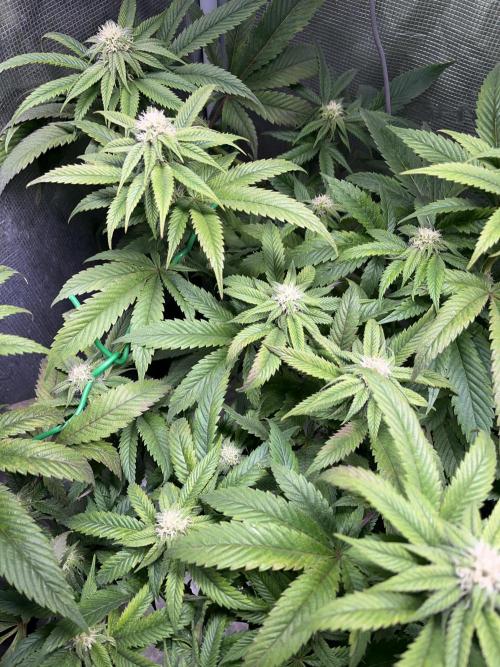 More dessert?. Week 10