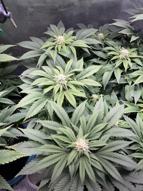 More dessert?. Week 10