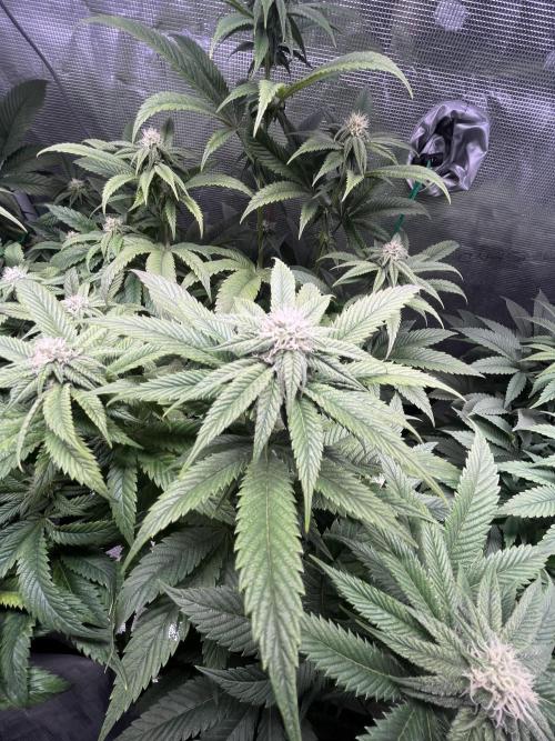 More dessert?. Week 10