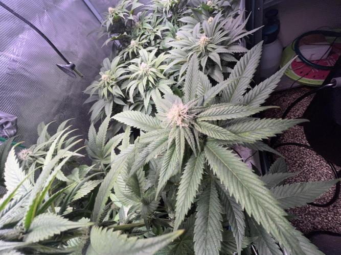 More dessert?. Week 10