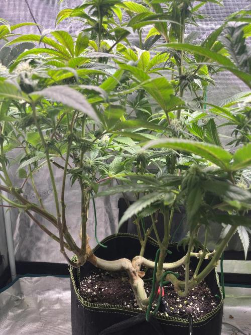 More dessert?. Week 10