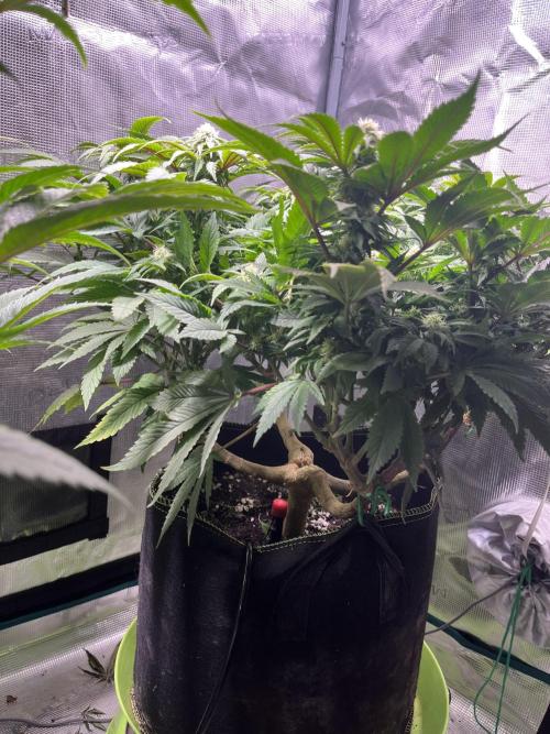 More dessert?. Week 10