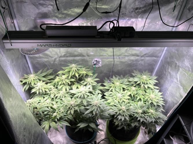 More dessert?. Week 11