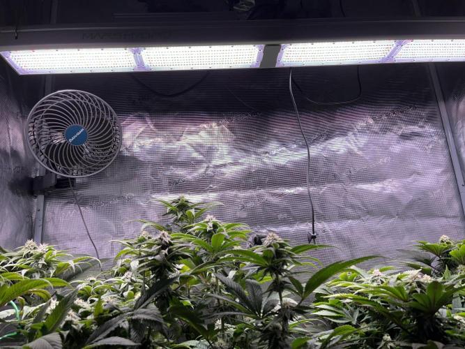 More dessert?. Week 11