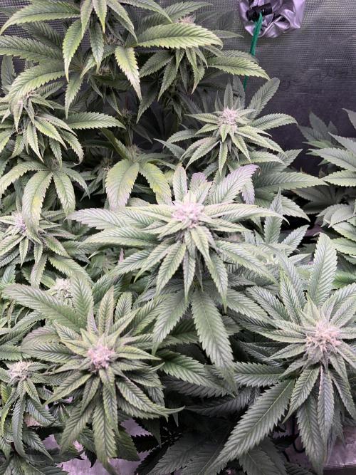 More dessert?. Week 11