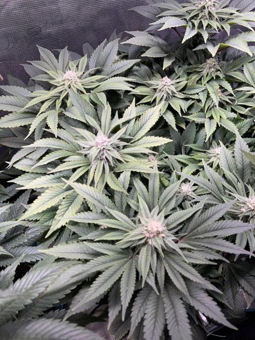 More dessert?. Week 11