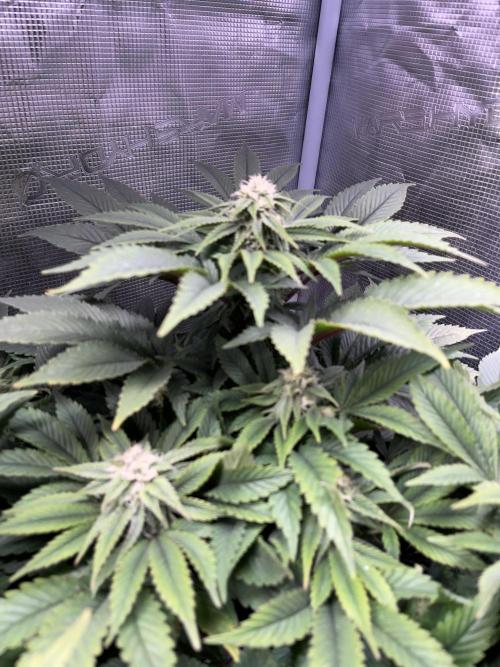 More dessert?. Week 11