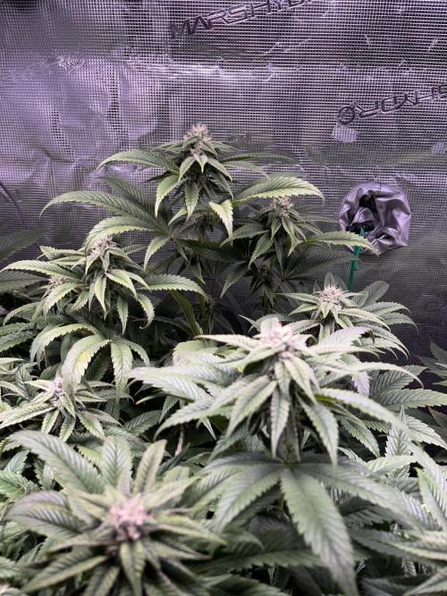 More dessert?. Week 11