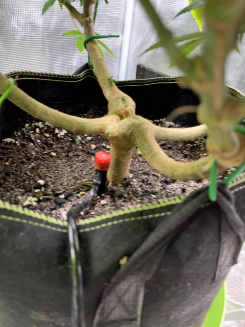 More dessert?. Week 11