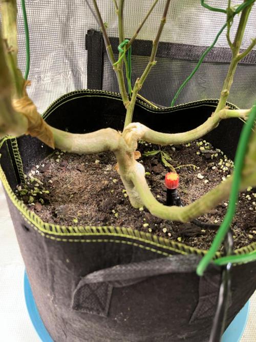 More dessert?. Week 11